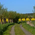 Kopfweiden Rundweg Nonnensee