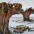 Kopfweiden-Winterschnitt am Niederrhein