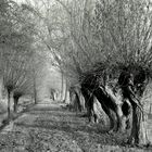 Kopfweidenallee am Niederrhein