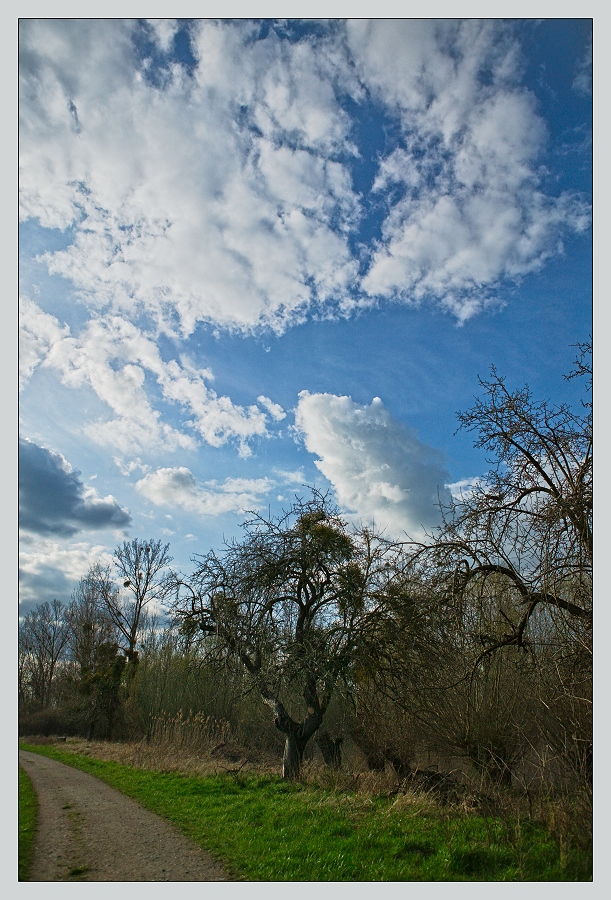 Kopfweidenhimmel