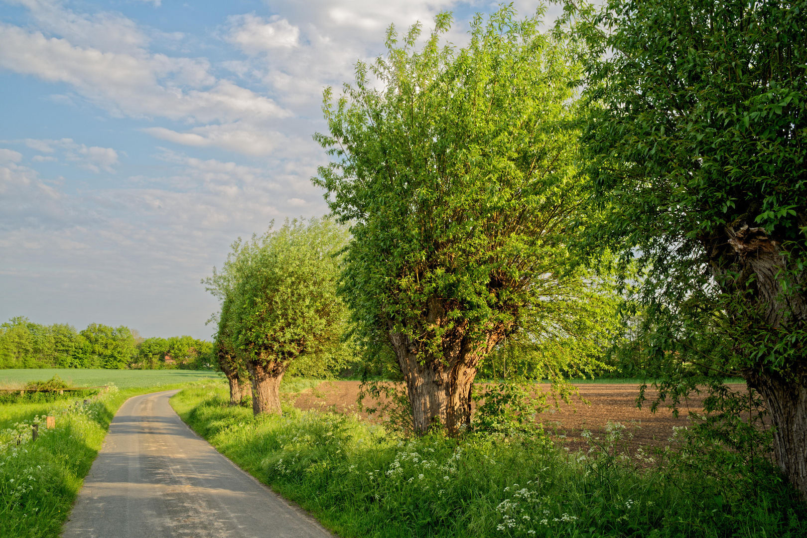 Kopfweidenweg