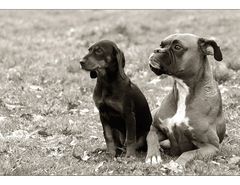 Kopov Bracke und Boxer