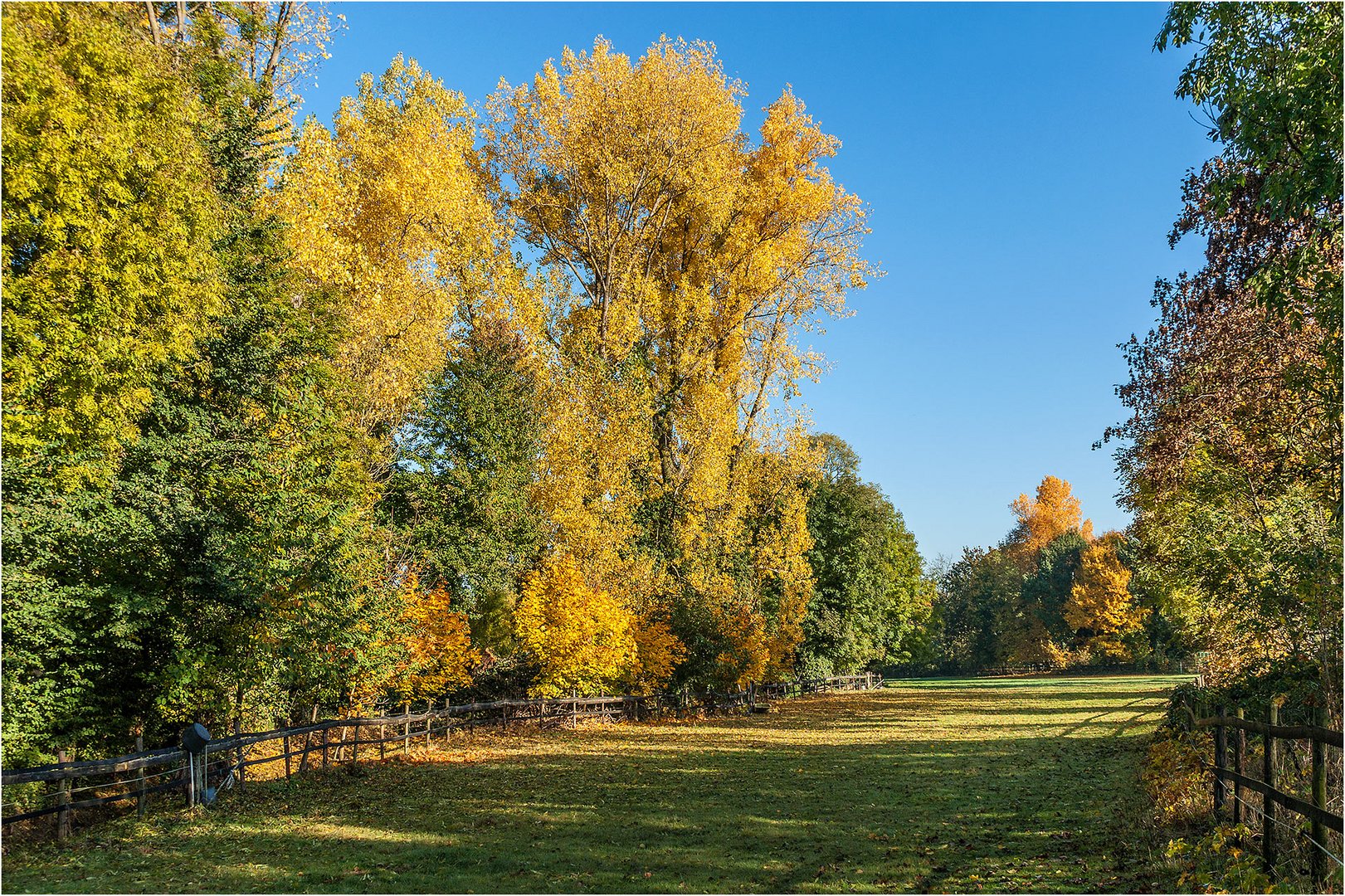 Koppel im Herbst