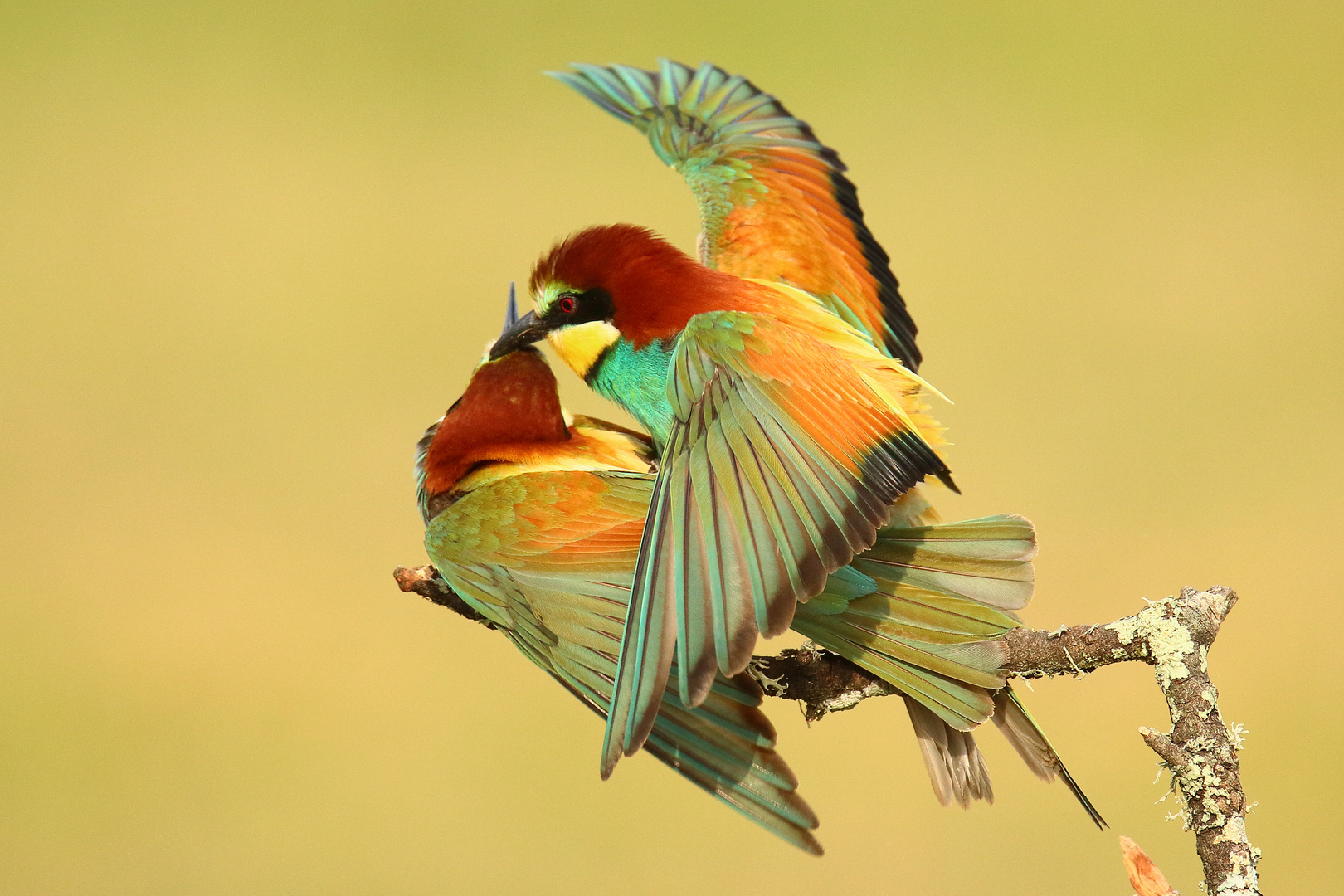 Kopula Foto & Bild tiere, wildlife, natur Bilder auf