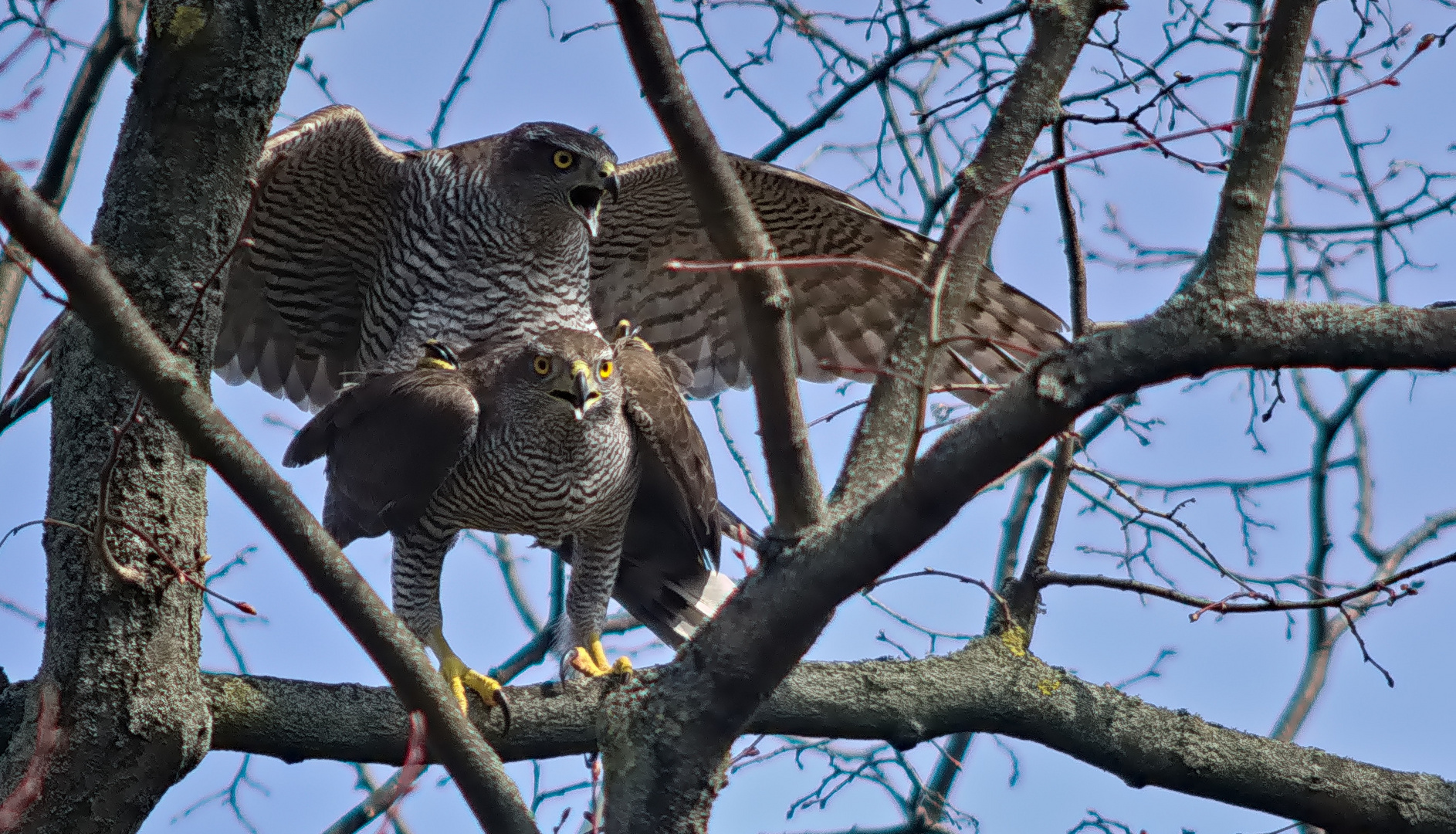 Kopula Foto & Bild tiere, wildlife, wild lebende vögel Bilder auf