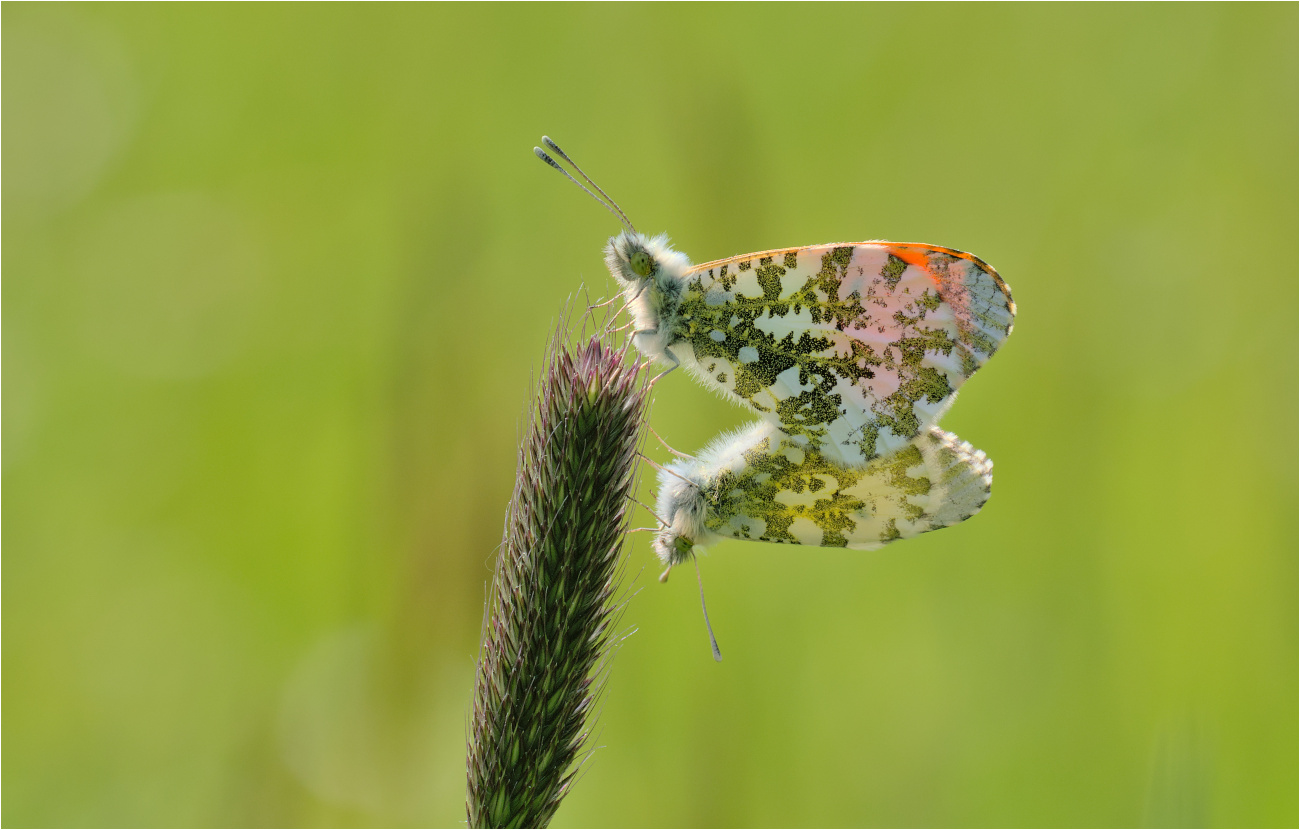 Kopula der Aurorafalter (Antocharis cardamines)