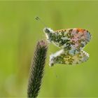 Kopula der Aurorafalter (Antocharis cardamines)