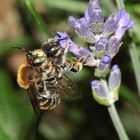 Kopula der Bastardbiene - Anthidium byssinum -