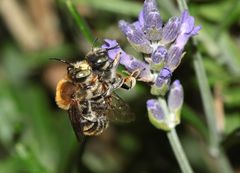 Kopula der Bastardbiene - Anthidium byssinum -