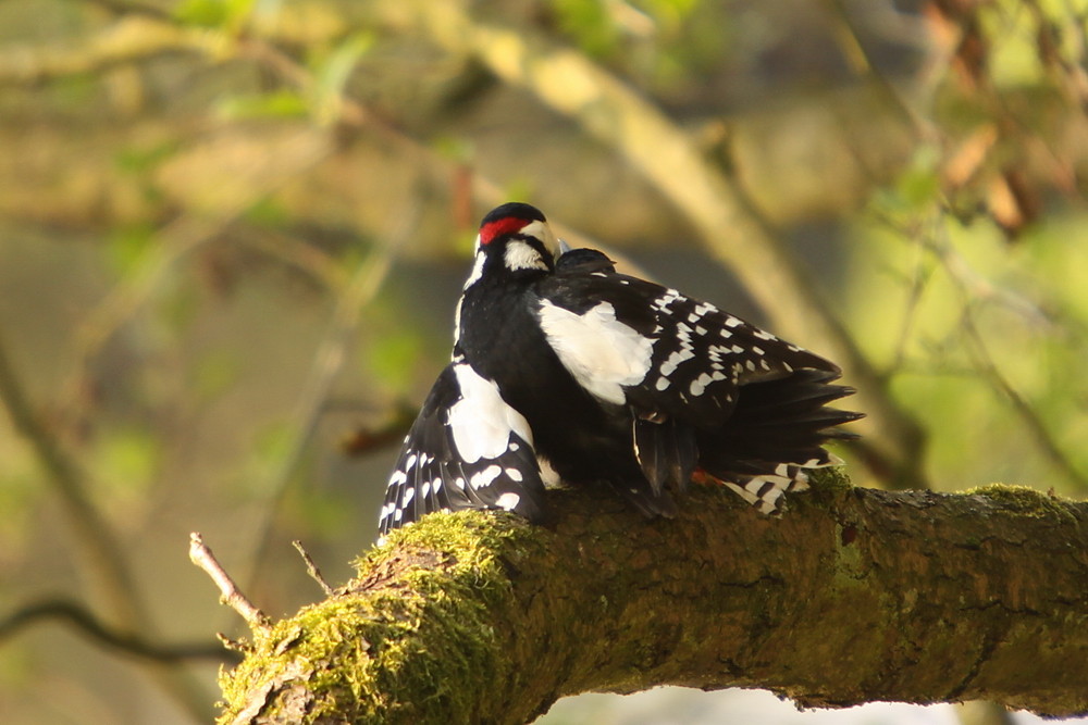 Kopula der Buntspechte (Dendrocopos major)