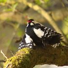 Kopula der Buntspechte (Dendrocopos major)