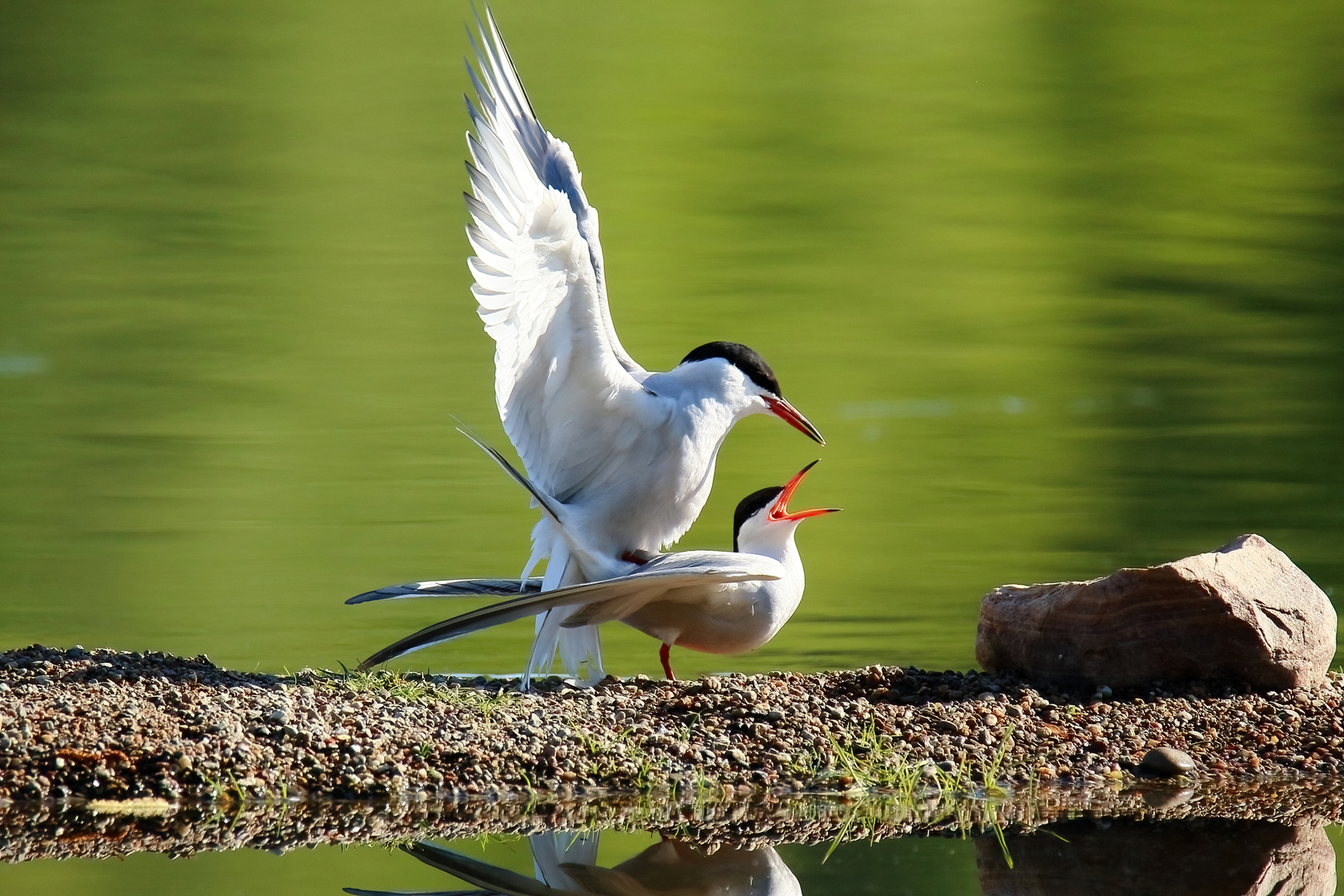 Kopula der Flußseesschwalbe