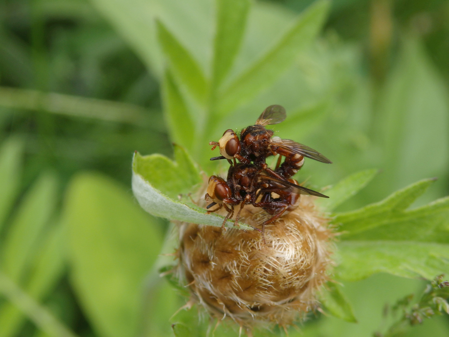 Kopula der Gemeinen Breitstirnblasenkopffliege (Sicus ferrugineus)