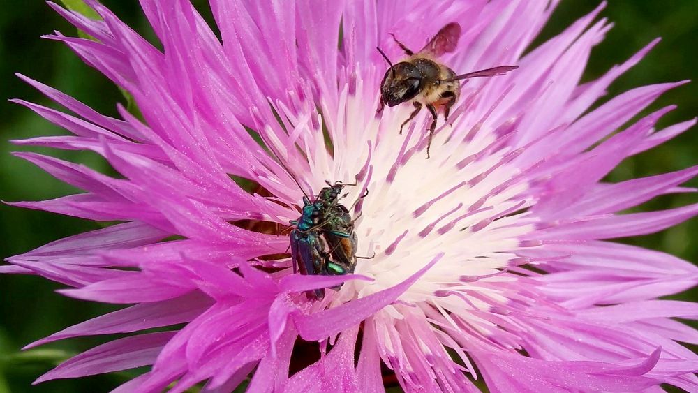 Kopula der grünen Scheinbockkäfer (Oedemera nobilis)