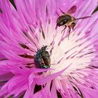 Kopula der grünen Scheinbockkäfer (Oedemera nobilis)