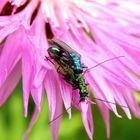 Kopula der grünen Scheinbockkäfer (Oedemera nobilis)