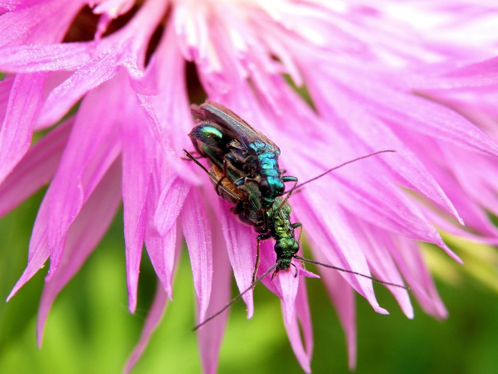 Kopula der grünen Scheinbockkäfer (Oedemera nobilis)