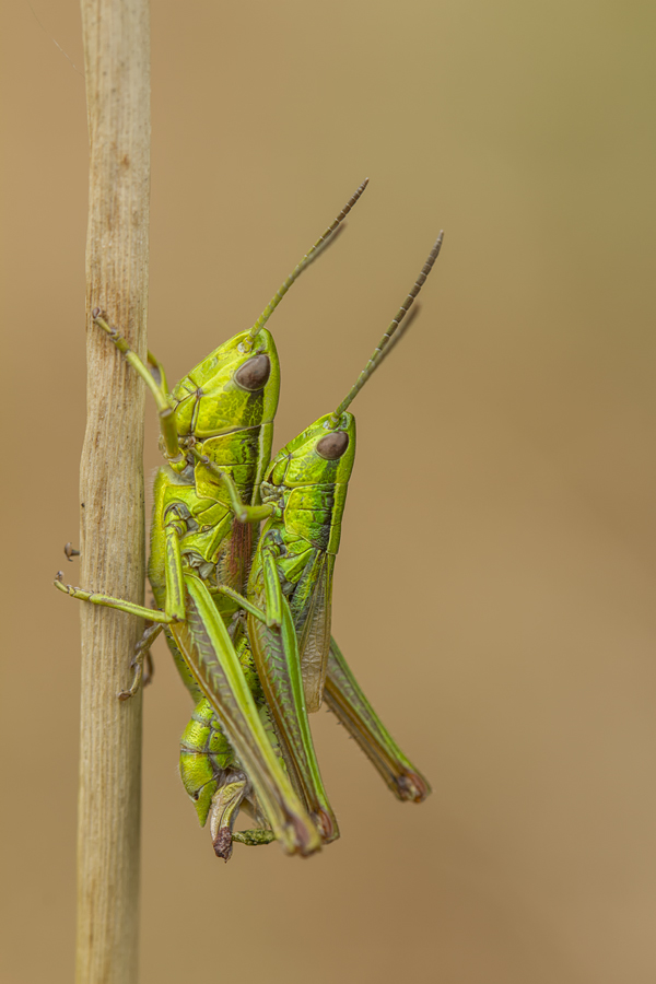 Kopula der Kleinen Goldschrecke (Euthystira brachyptera)