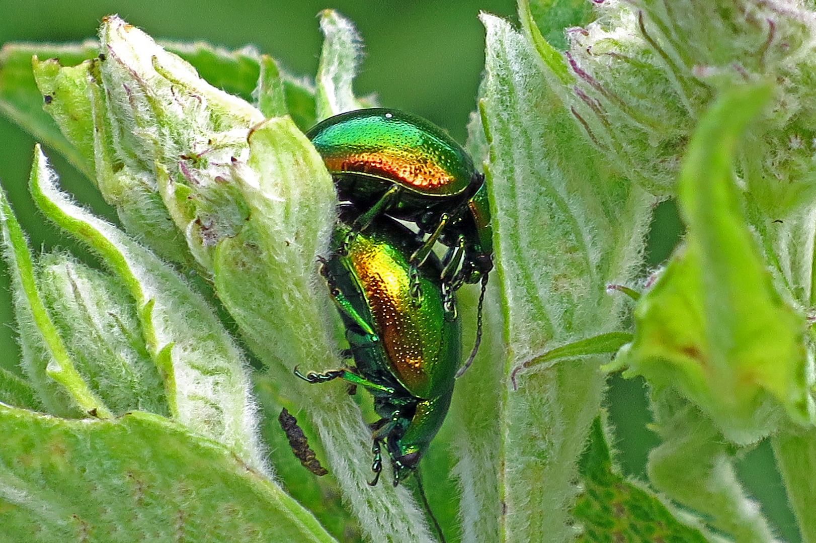 Kopula der Minzeblattkäfer (Chrysolina herbacea)