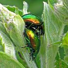 Kopula der Minzeblattkäfer (Chrysolina herbacea)