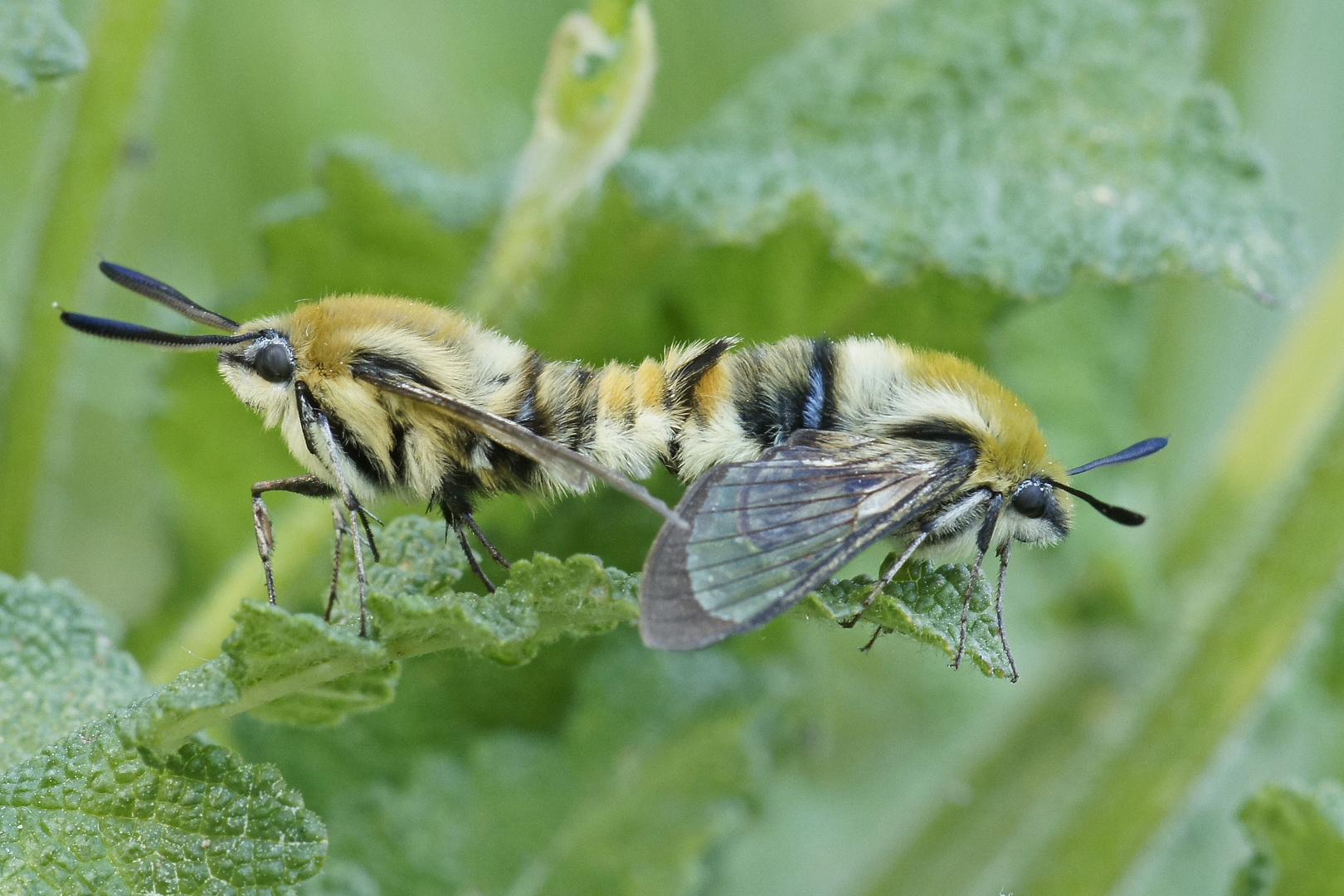 Kopula der Skabiosenschwärmer (Hemaris tityus)