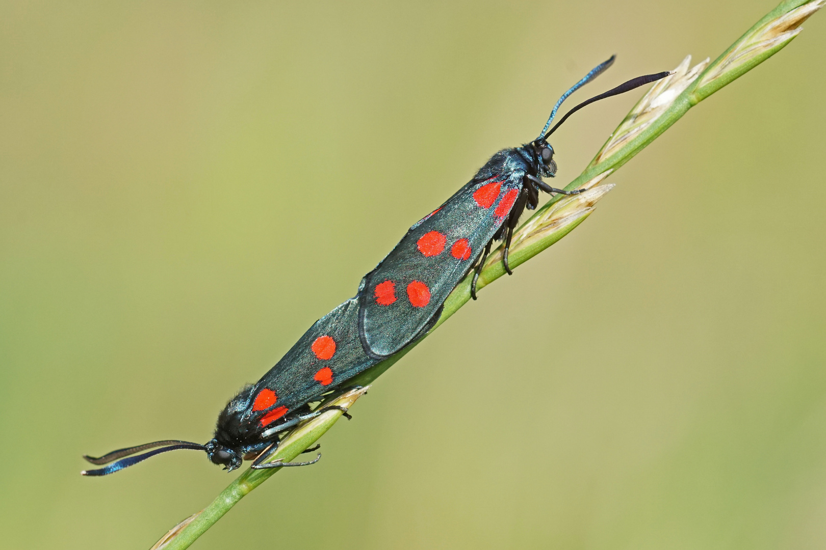 Kopula des Veränderlichen Rotwidderchens (Zygaena ephialtes f. peucedani)