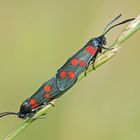 Kopula des Veränderlichen Rotwidderchens (Zygaena ephialtes f. peucedani)