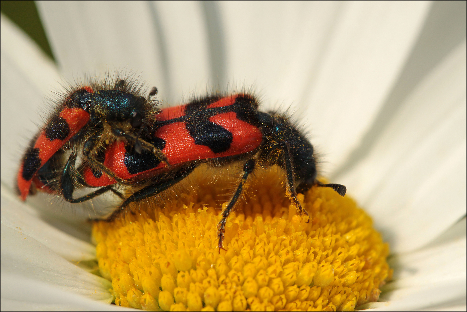 Kopula des Zottigen Bienenkäfers (Trichodes alvearius)