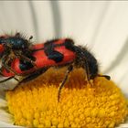 Kopula des Zottigen Bienenkäfers (Trichodes alvearius)