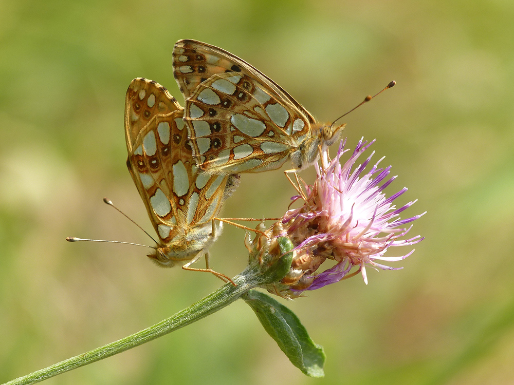 Kopula Kleiner Perlmuttfalter ( Issoria lathonia )