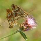 Kopula Kleiner Perlmuttfalter ( Issoria lathonia )