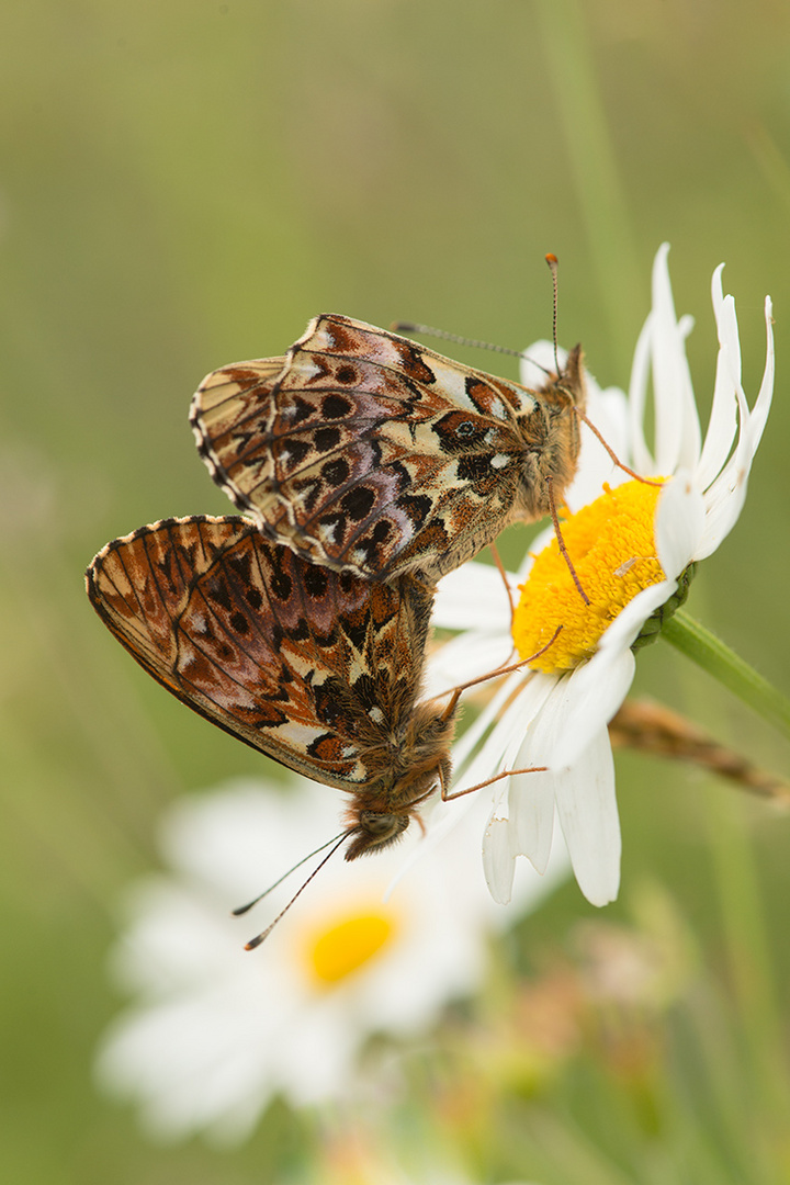 Kopula Natterwurz-Perlmutterfalter - Boloria titania