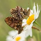 Kopula Natterwurz-Perlmutterfalter - Boloria titania