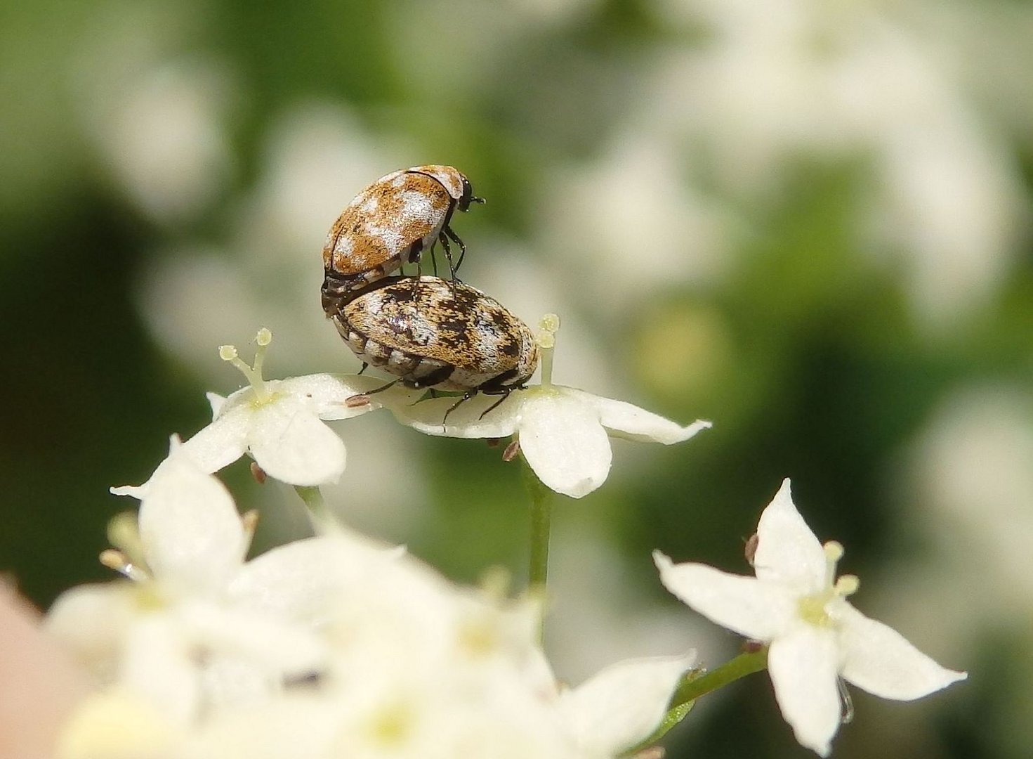 Kopula von Wollkrautblütenkäfern (Anthrenus verbasci)