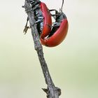 Kopulation Chrysomela (Melasoma) populi