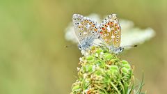 Kopulation der Bläulinge