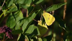 Kopulation der goldenen Acht ...