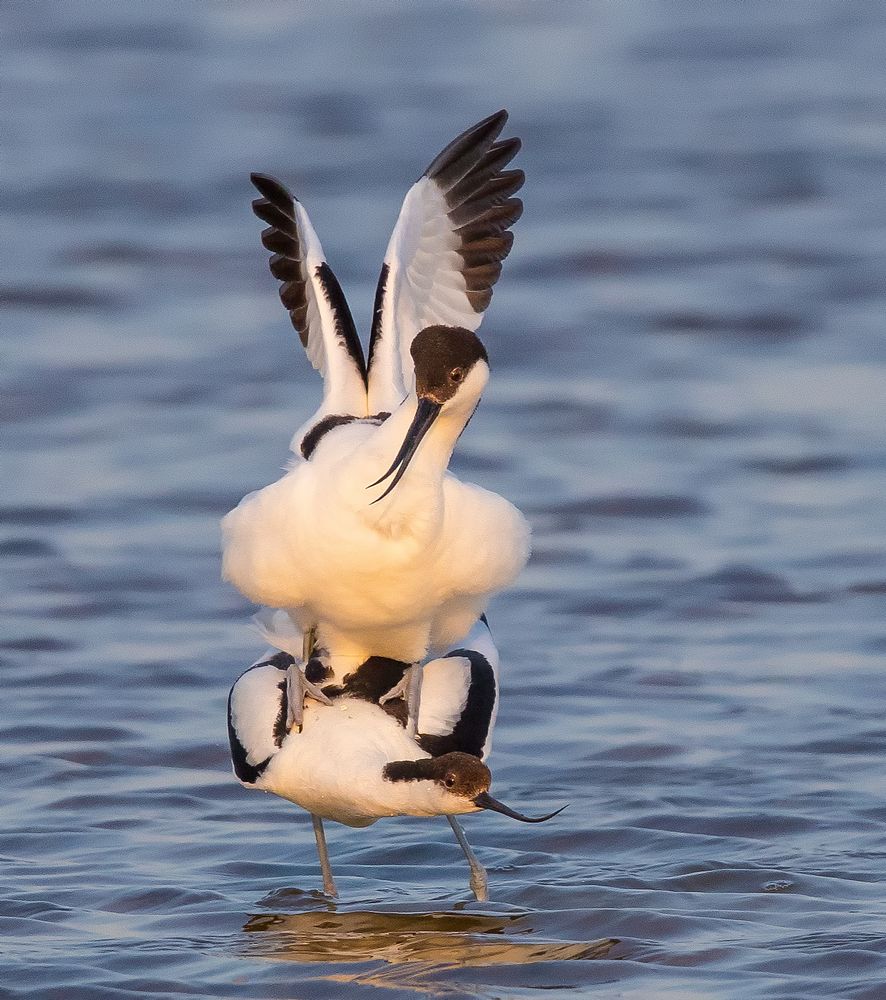 Kopulation der Säbelschnäbler