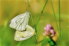 Kopulation der Weißlinge