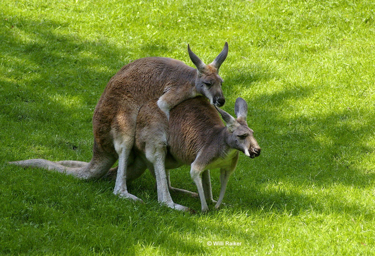 Kopulierende Kangaroos