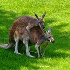 Kopulierende Kangaroos