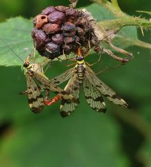 Kopulierende Skorpionsfliegen in Bottrop