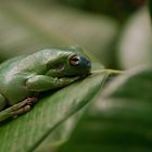 Koralenfingerlaubfrosch