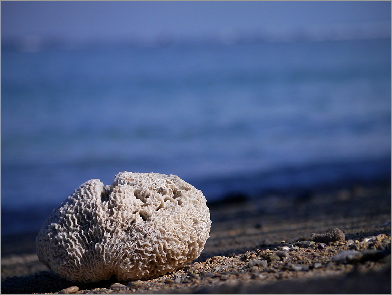 Koralle am Strand...