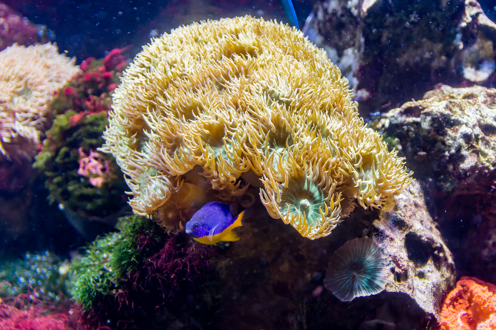 Koralle im Aquarium Zoo Berlin