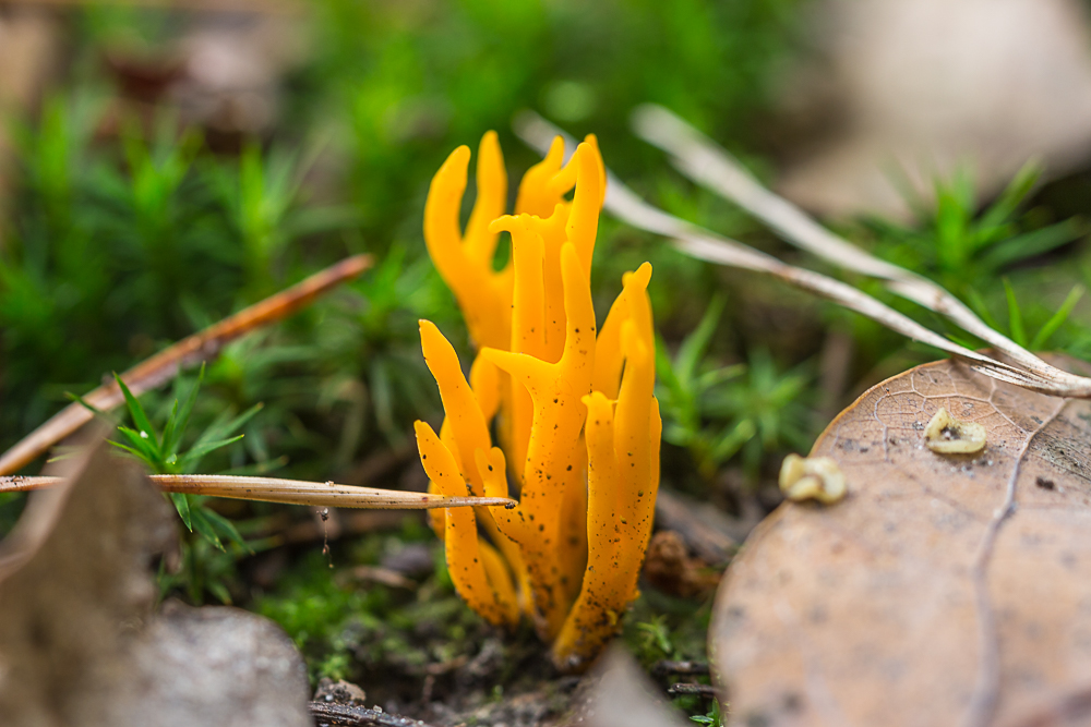 Koralle im Wald