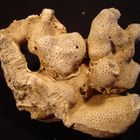 Koralle mit versteinerten Würmern?