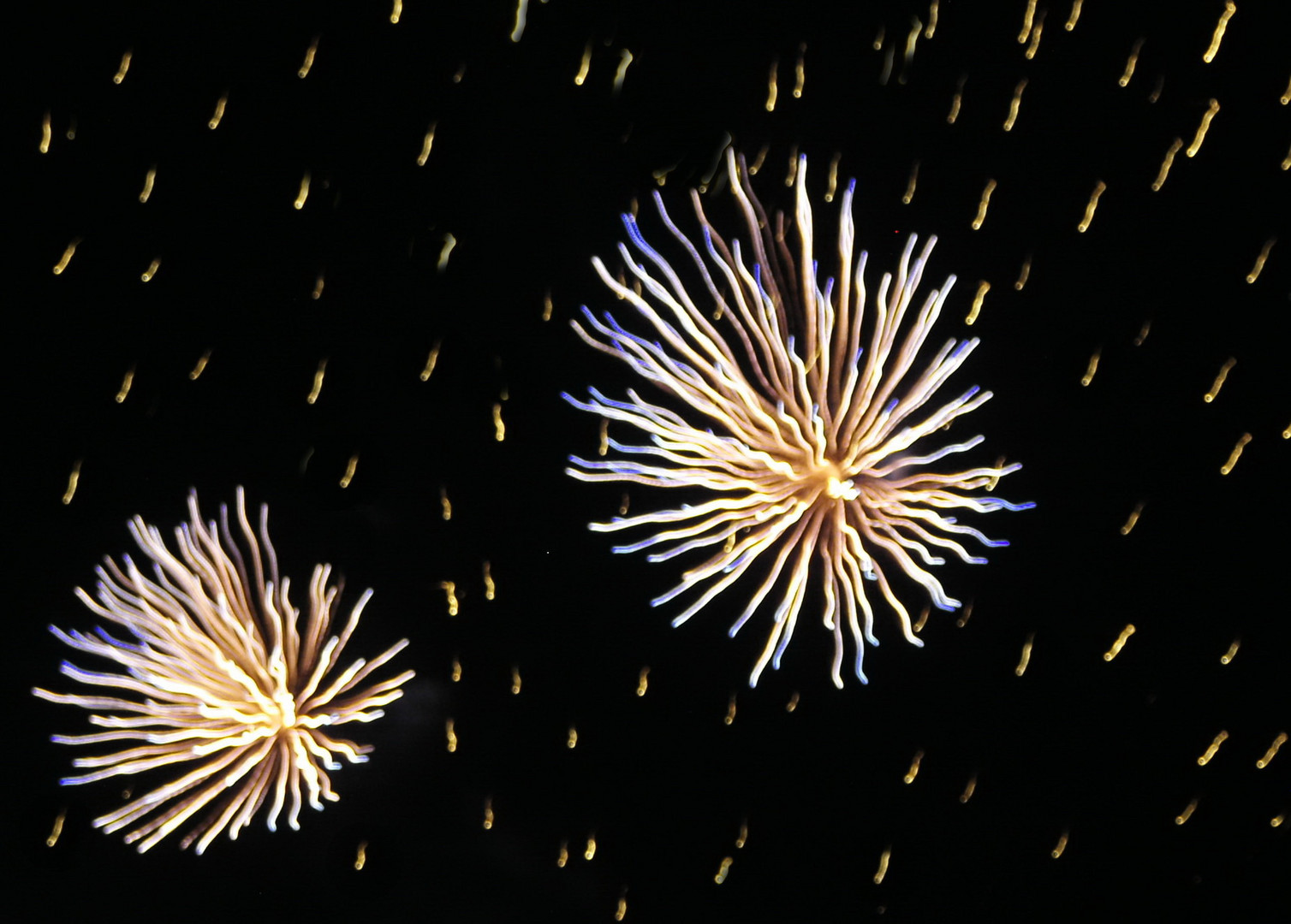 Korallen am Himmel - Feuerwerk zum Jahreswechsel