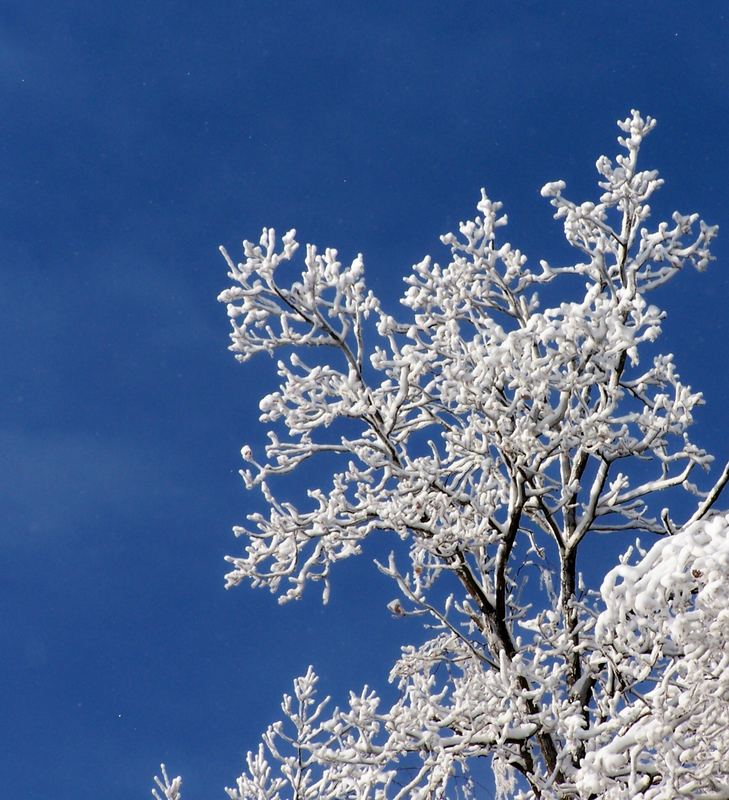 Korallen aus Schnee