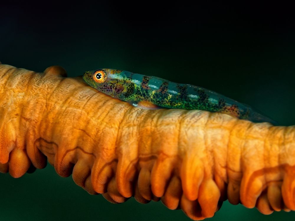 Korallen-Goby